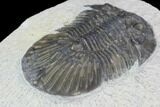 Bargain, Scabriscutellum Trilobite Fossil #92133-4
